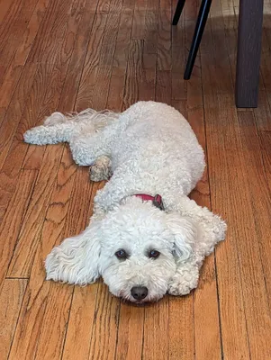 Lying down