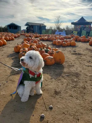 Hallowoof