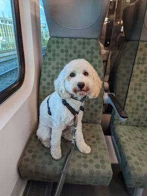 On the train